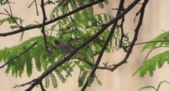 Camptostoma obsoletum