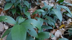 Ruscus hypoglossum