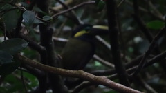 Selenidera spectabilis