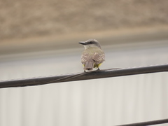 Tyrannus melancholicus