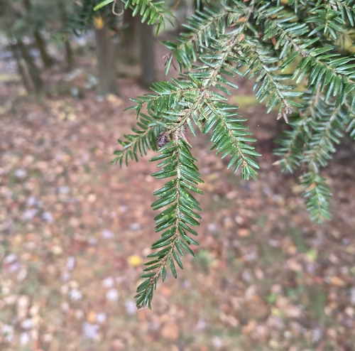 eastern hemlock