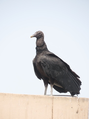 Coragyps atratus