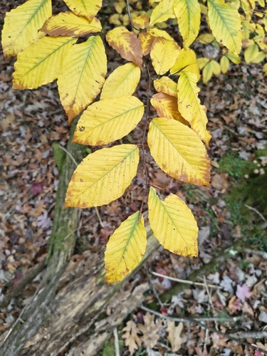 American Beech