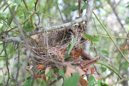 Passeriformes