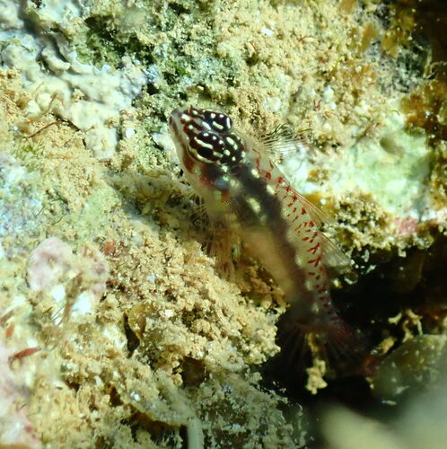 Vlek-dwerggrondel (Eviota spilota) — Gobiidae — 5