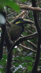 Selenidera spectabilis