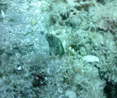 Gymnothorax miliaris