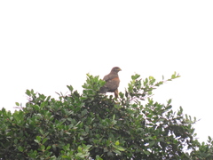 Parabuteo unicinctus