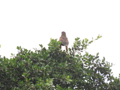 Parabuteo unicinctus