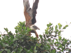 Parabuteo unicinctus
