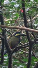 Selenidera spectabilis