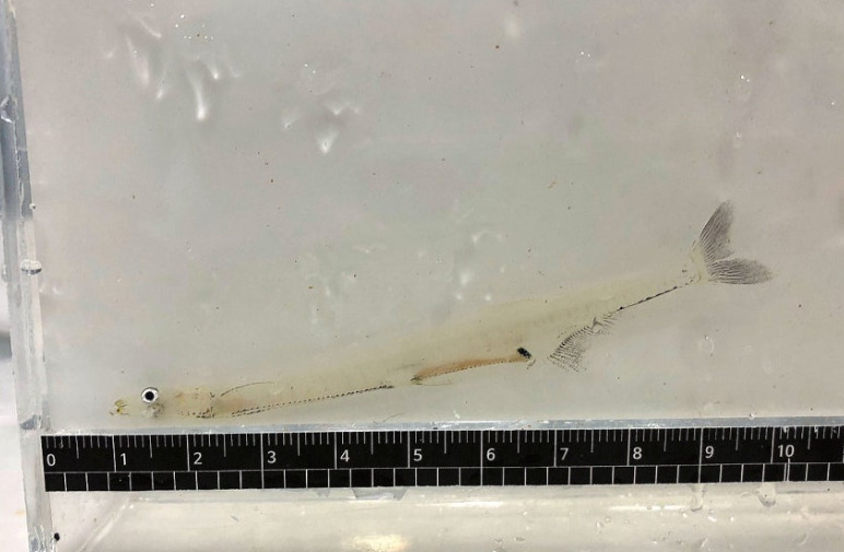 Common icefish (Salangichthys microdon) — Salangidae