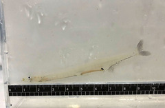 Japanese Icefish photo 1