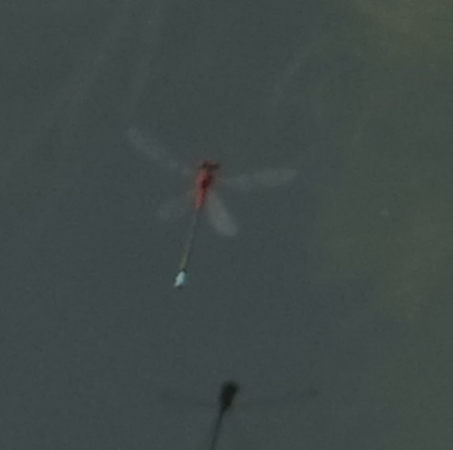 Photo of Red and Blue Damsel (Xanthagrion erythroneurum)