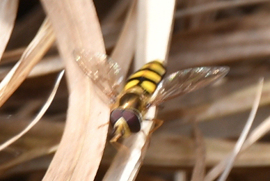 Unknown species found near Pocahontas County, WV, USA