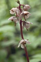 Pyrola japonica