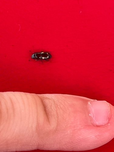 Four-spotted Sap Beetle photo 3