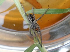 Tasmanicosa godeffroyi