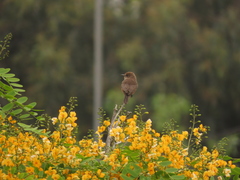 Pyrocephalus rubinus