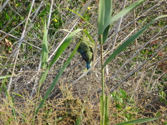 Neophema chrysostoma