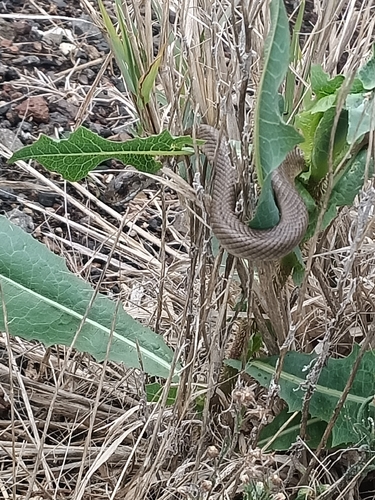 Eastern Brown Snake sighting