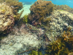 Goniistius rubrolabiatus