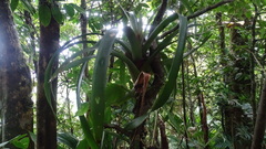 Werauhia