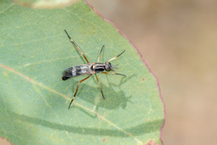 Squamopygia
