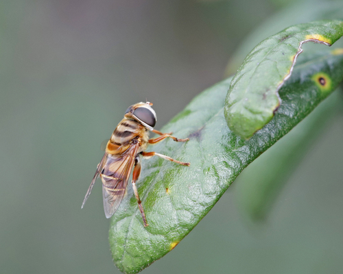 Unknown species found near Sandalwood Mobile Home Park, Florida, United States