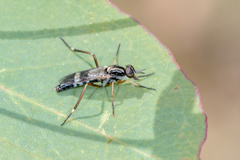 Squamopygia