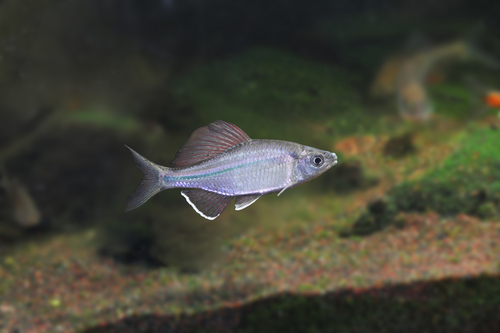 Acheilognathus imberbis — Cyprinidae