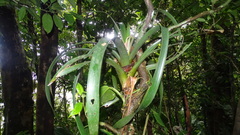 Werauhia