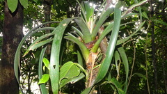 Werauhia