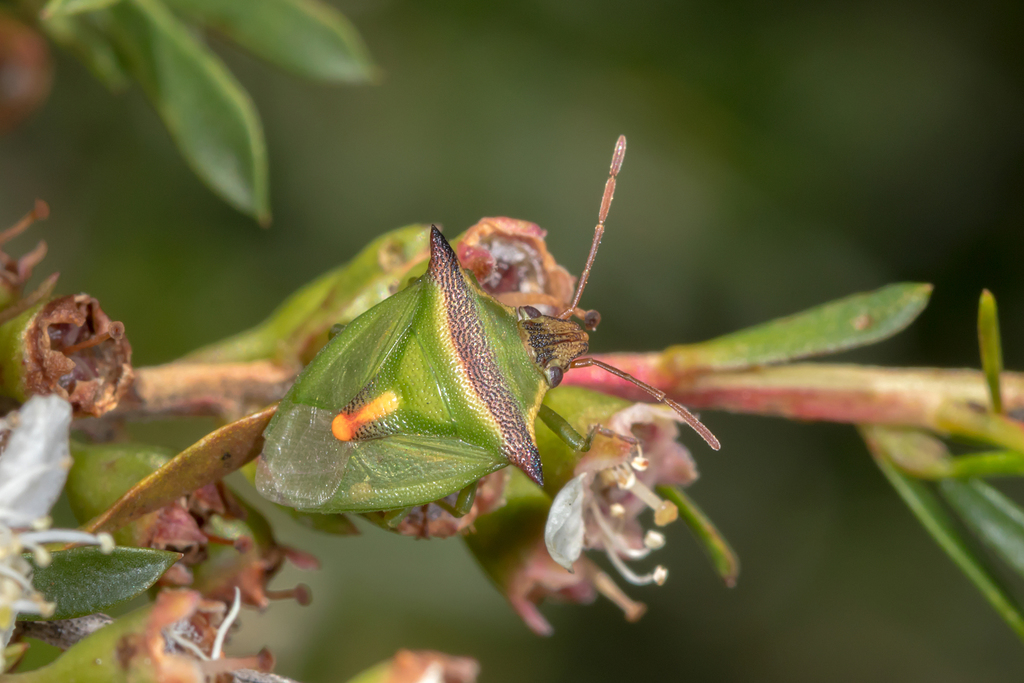 Cuspicona thoracica
