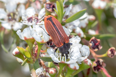 Castiarina erythroptera
