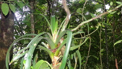 Werauhia