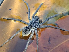 Tasmanicosa godeffroyi