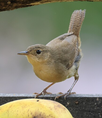 Southern House Wren, Puntarenas Province, Monteverde, Costa Rica, photo 7 of 10