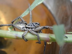 Tasmanicosa godeffroyi