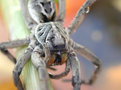 Tasmanicosa godeffroyi