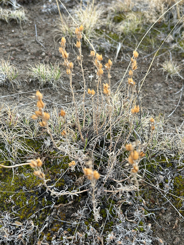 Gairdner's Penstemon (Penstemon gairdneri)