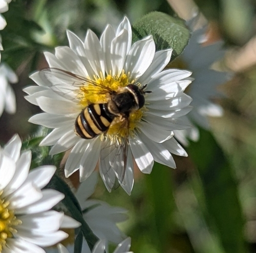 Unknown species found near Wauwatosa, WI 53226, USA