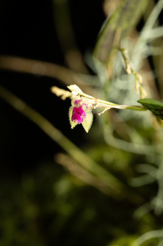 Acarina-Like Lepanthes (Lepanthes acarina)