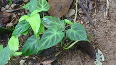 Philodendron verrucosum