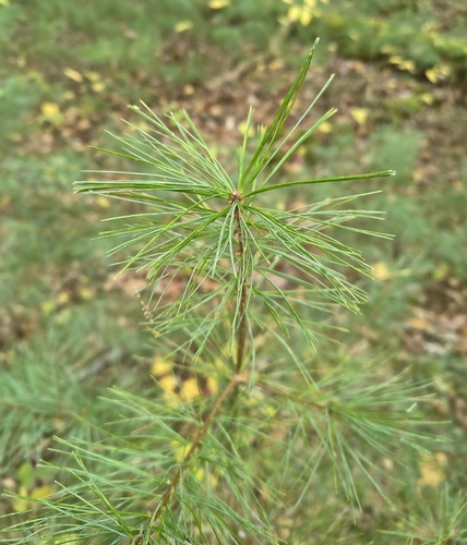 eastern white pine