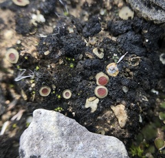 Peltula patellata