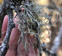 Ramalina peruviana
