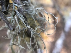 Ramalina peruviana
