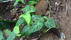 Philodendron verrucosum