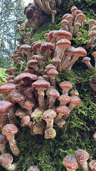 Honey fungus (Armillaria ostoyae)